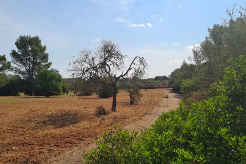 Land zum Verkauf in Algaida, Mallorca, Spanien 56279 m2 Nr. 32740 - Foto 6