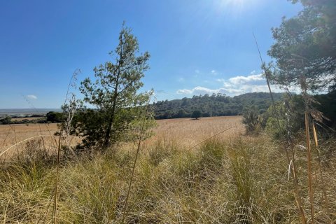 Land zum Verkauf Alcudia, Mallorca, Spanien 1 Schlafzimmer, 270046 m2 Nr. 32510 - Foto 2