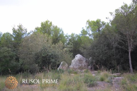 Gewerbeimmobilien zum Verkauf in Es Mercadal, Menorca, Spanien 3254550 m2 Nr. 39224 - Foto 15