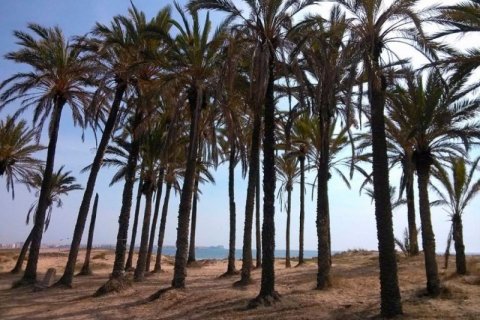 Penthäuser zum Verkauf Torrevieja, Alicante, Spanien 2 Schlafzimmer, 68 m2 Nr. 46081 - Foto 9