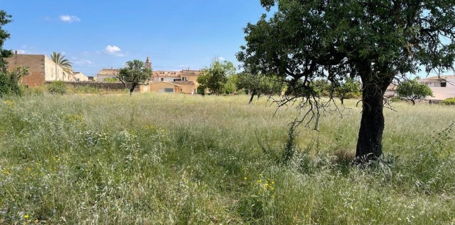 Land in Consell, Mallorca, Spanien 7337 m2 Nr. 46792