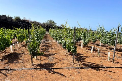 Parcela en venta Puerto de Santiago, Tenerife, España 15 m2 No. 24665 - foto 5