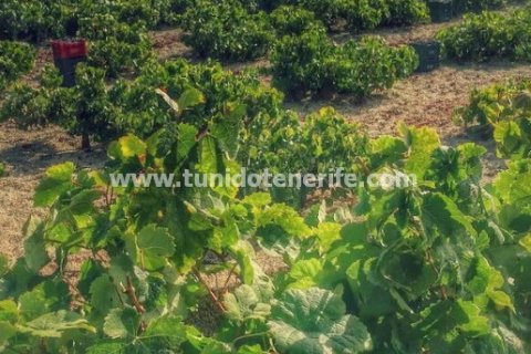Finca en venta Granadilla de Abona, Tenerife, España 2 dormitorios, 270 m2 No. 24388 - foto 4