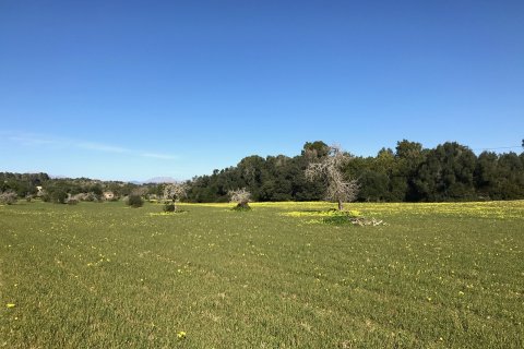 Parcela en venta en Petra, Mallorca, España 37800 m2 No. 32201 - foto 4