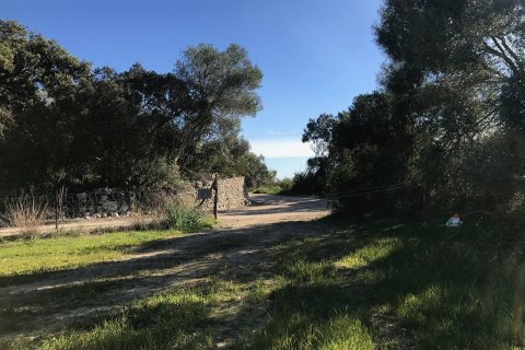 Parcela en venta en Petra, Mallorca, España 37800 m2 No. 32201 - foto 6