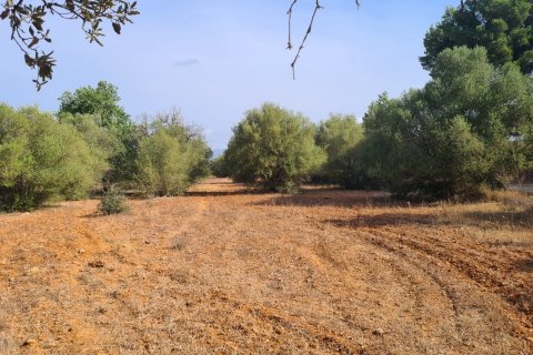 Tontti myytävänä Algaida, Mallorca, Espanja , 56279 m2 No. 32740 - kuva 10