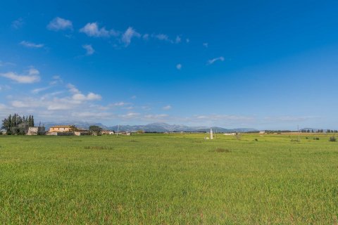 Finca myytävänä Llubi, Mallorca, Espanja, 3 makuuhuonetta, 137 m2 No. 60640 - kuva 14