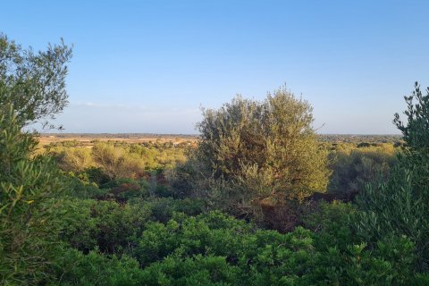 Land plot à vendre à Santanyi, Mallorca, Espagne, 59409 m2 No. 49448 - photo 4