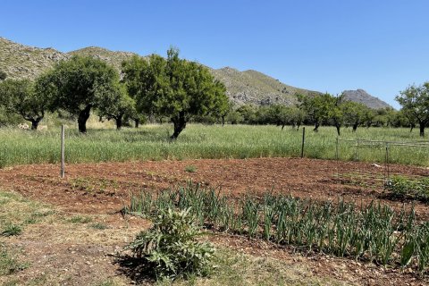 Land plot à vendre à Pollenca, Mallorca, Espagne, 25000 m2 No. 47374 - photo 20