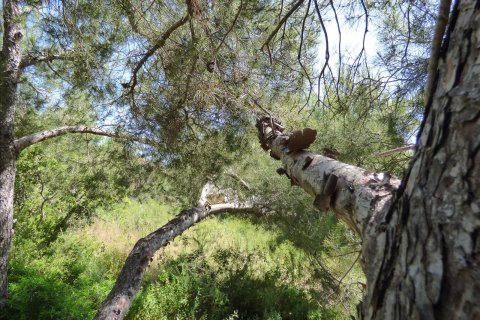 Terreno in vendita Benissa, Alicante, Spagna N° 54276 - foto 20