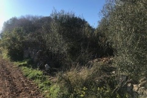 Zemes gabals pārdošanā Felanitx, Mallorca, Spānijā 32980 m2 Nr. 32420 - attēls 3