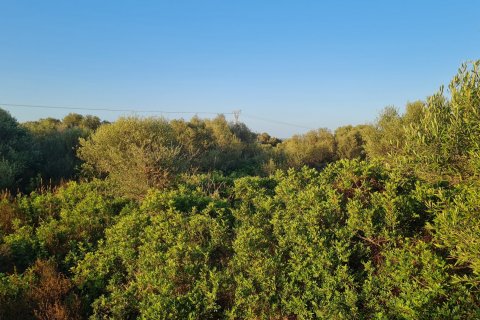 Продажа земельного участка Сантаньи, Майорка, Испания 59409м2 №49448 - фото 3