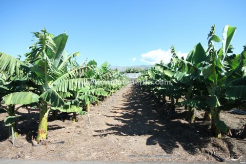 Finca till salu i Callao Salvaje, Tenerife, Spanien 6 sovrum, 280 kvm. Nr. 24396 - foto 12