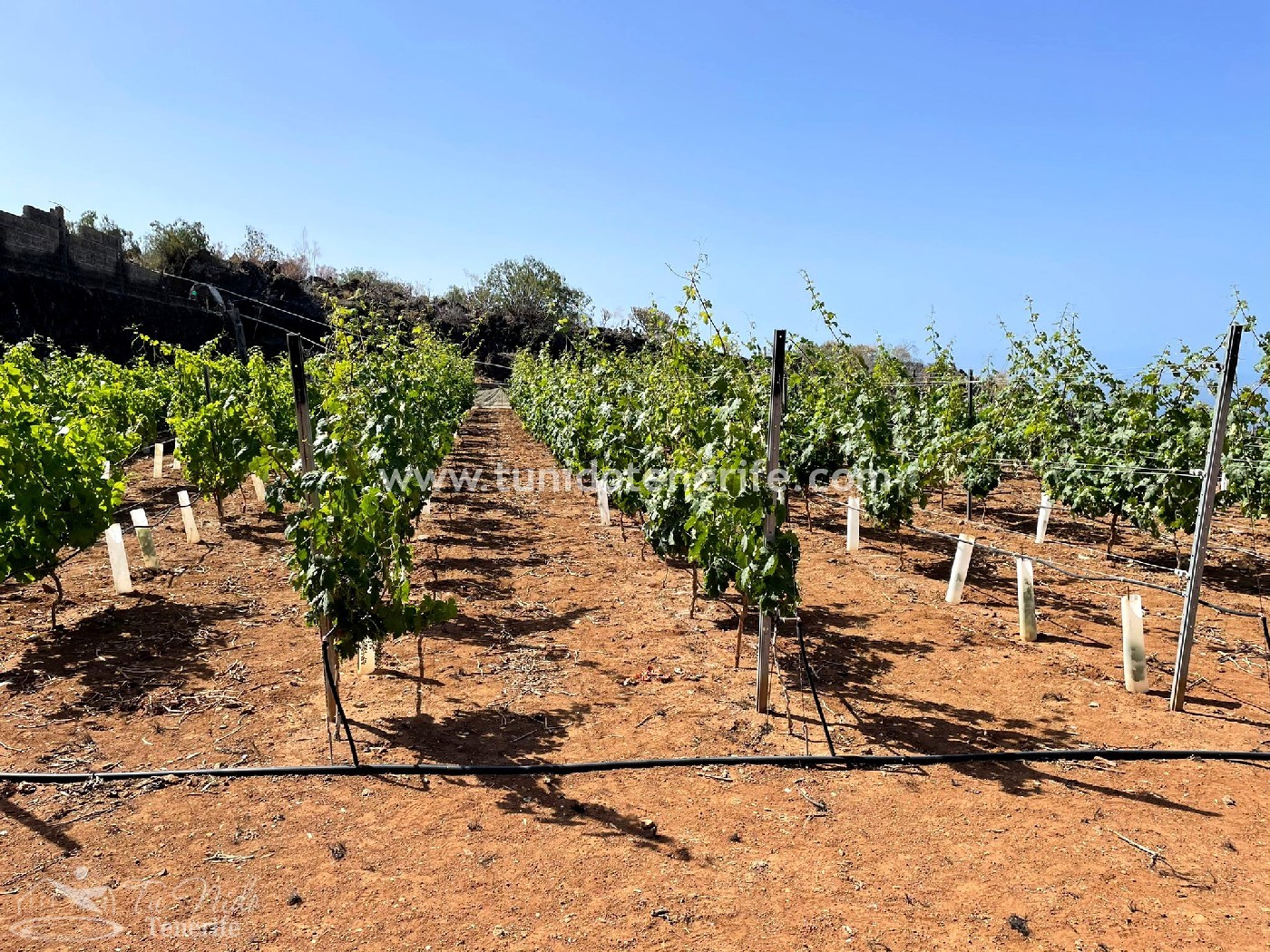 Land plot in Puerto de Santiago, Tenerife, Spain 15 sq.m. No. 24665
