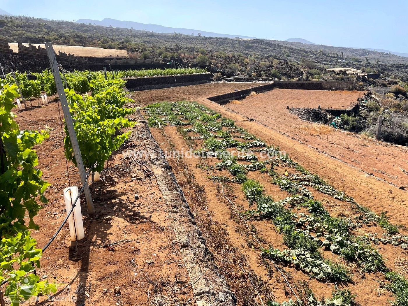 Land plot in Puerto de Santiago, Tenerife, Spain 15 sq.m. No. 24665