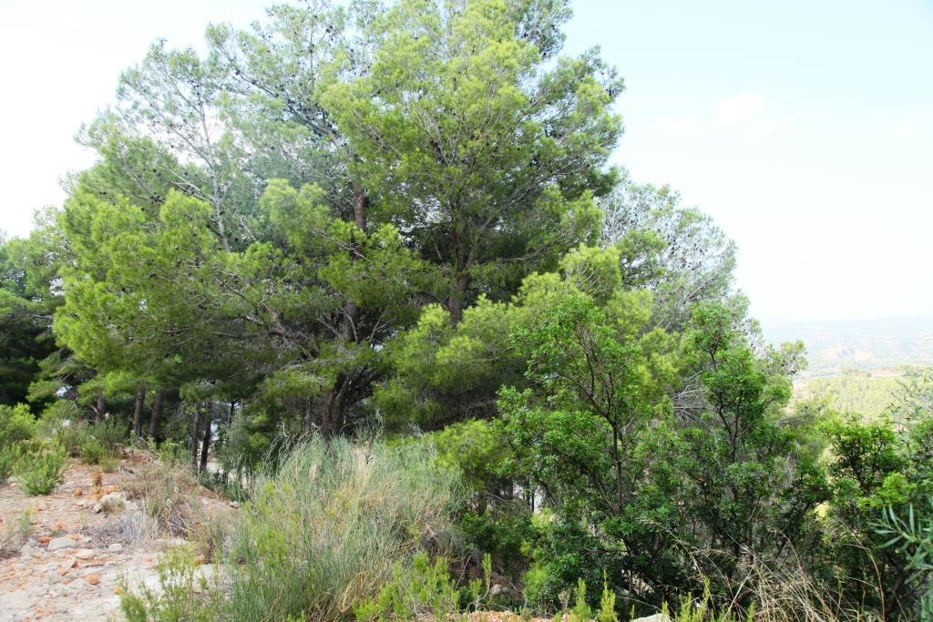 Land in Altea, Alicante, Spanien 9586 m2 Nr. 25017