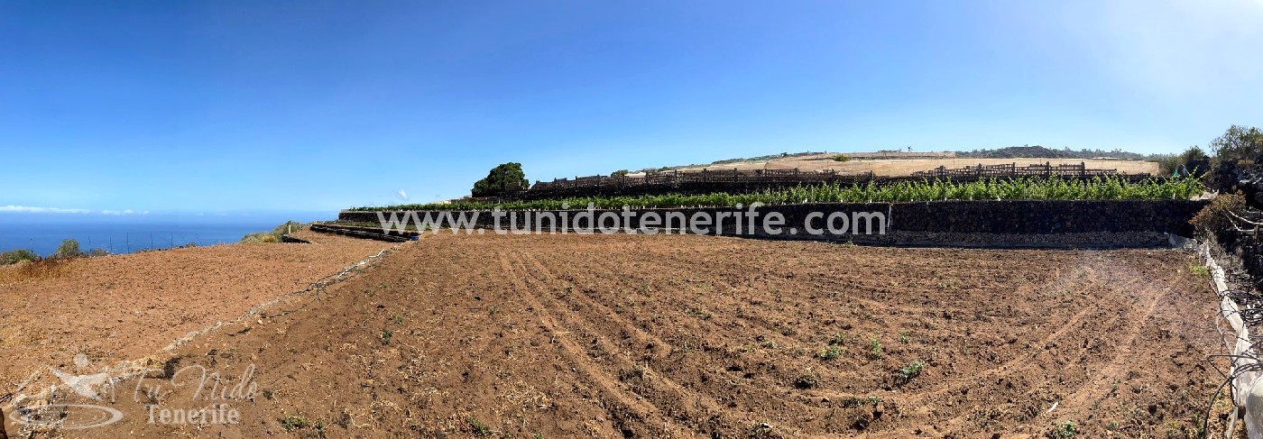 Land plot in Puerto de Santiago, Tenerife, Spain 15 sq.m. No. 24665