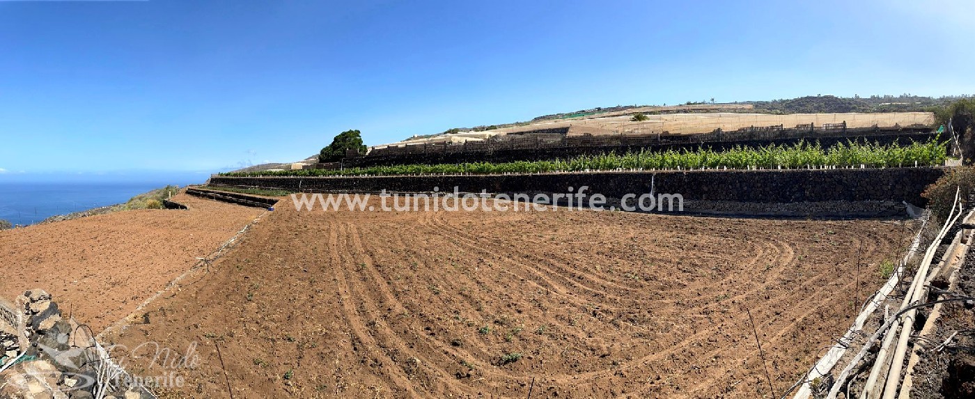 Land plot in Puerto de Santiago, Tenerife, Spain 15 sq.m. No. 24665