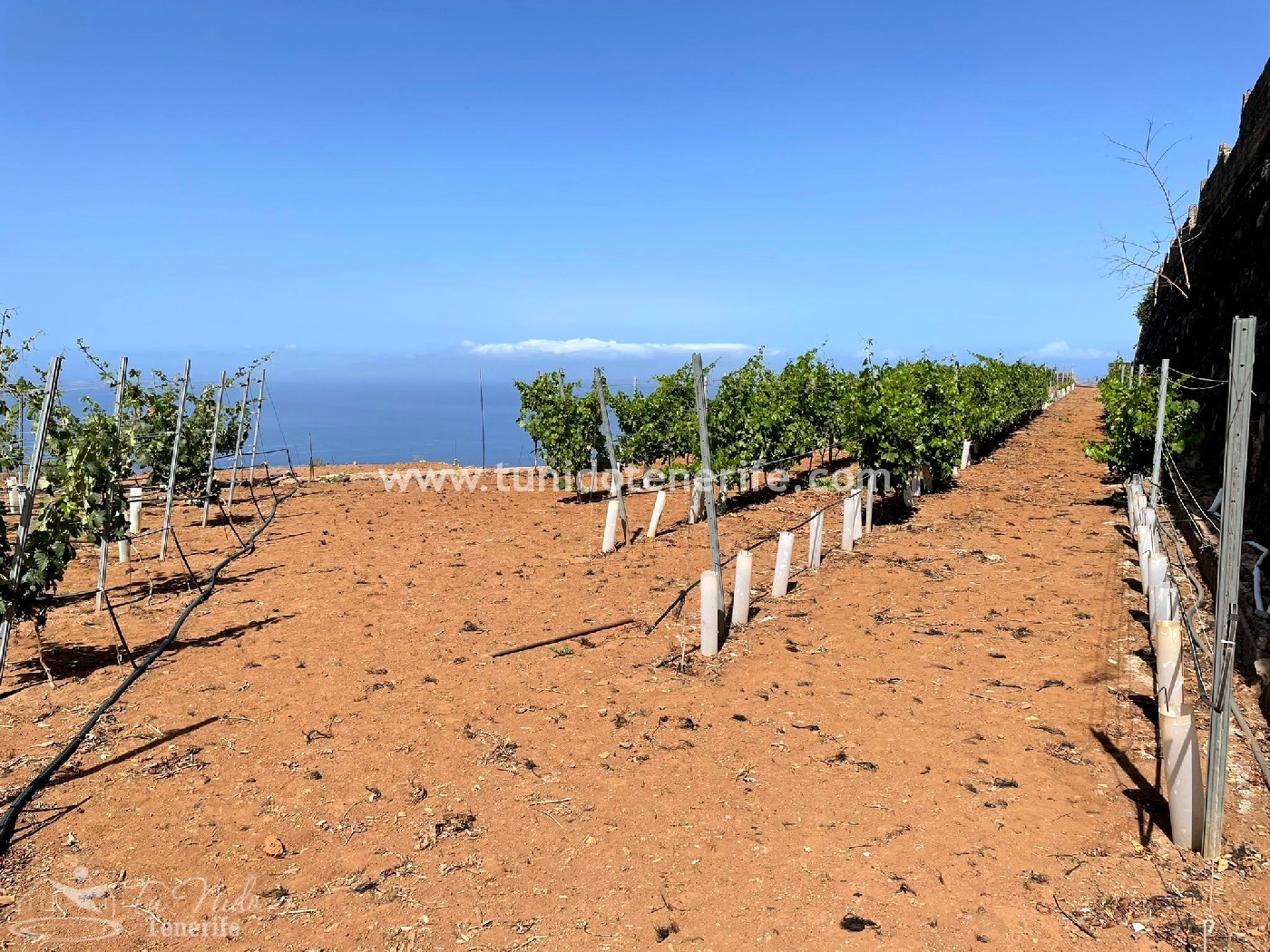 Land plot in Puerto de Santiago, Tenerife, Spain 15 sq.m. No. 24665