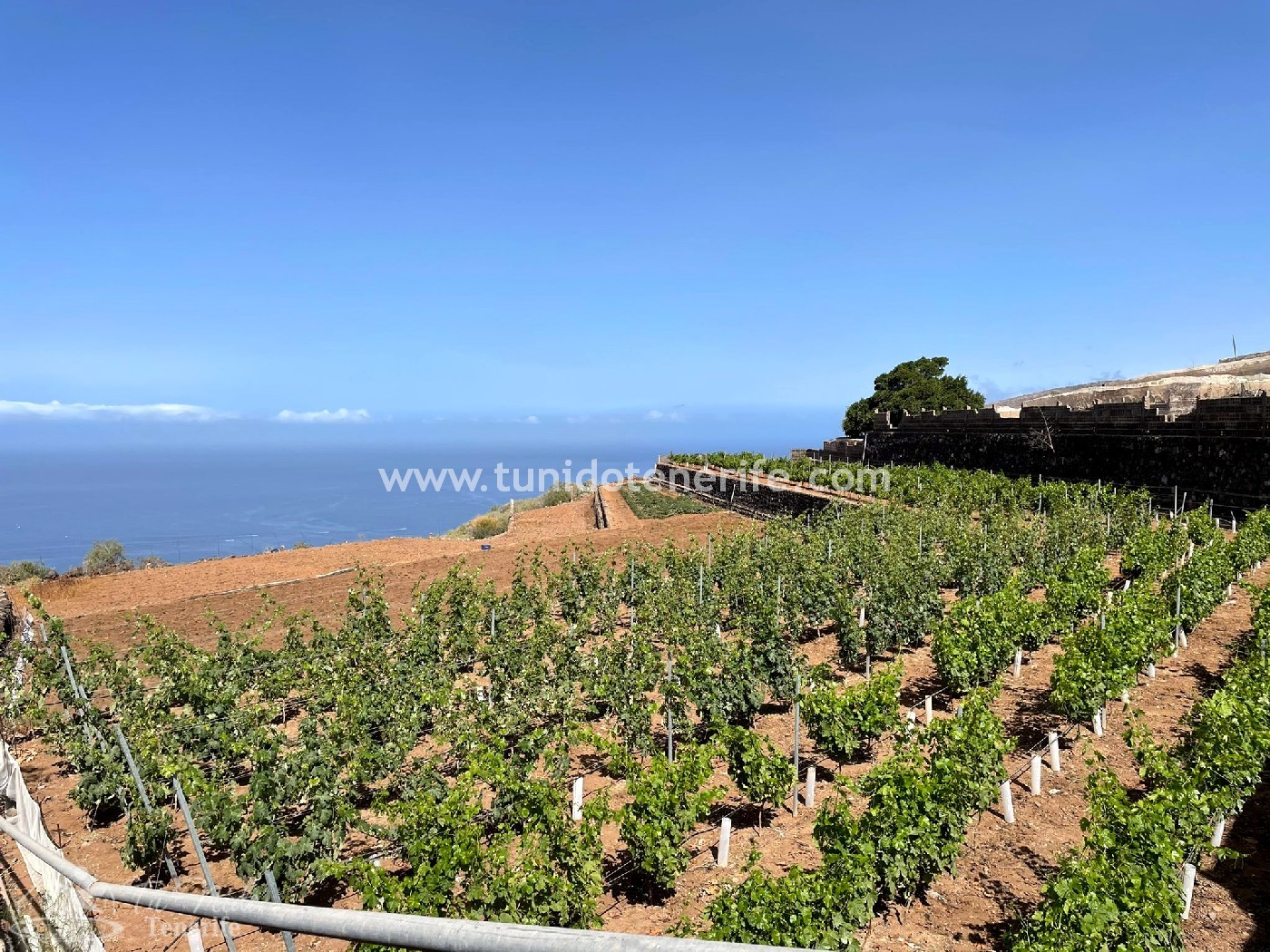 Land plot in Puerto de Santiago, Tenerife, Spain 15 sq.m. No. 24665