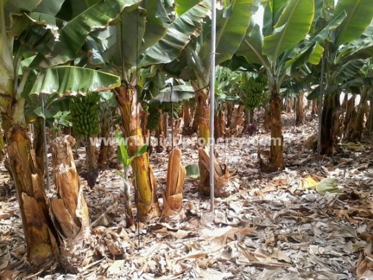 Terreno a Guia de Isora, Tenerife, Spagna 135000 mq. N° 24325
