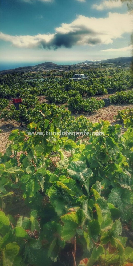 Finca en Granadilla de Abona, Tenerife, España 2 dormitorios, 270 m2 No. 24388