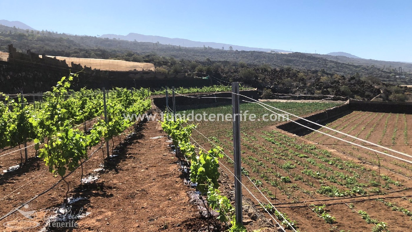 Land plot in Puerto de Santiago, Tenerife, Spain 15 sq.m. No. 24665