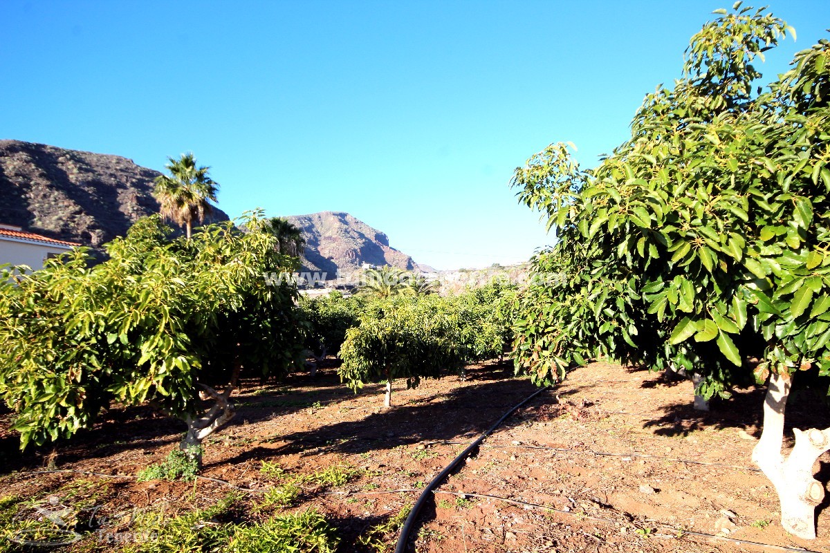 Finca in Puerto de Santiago, Tenerife, Spain 2 bedrooms, 62 sq.m. No. 24638
