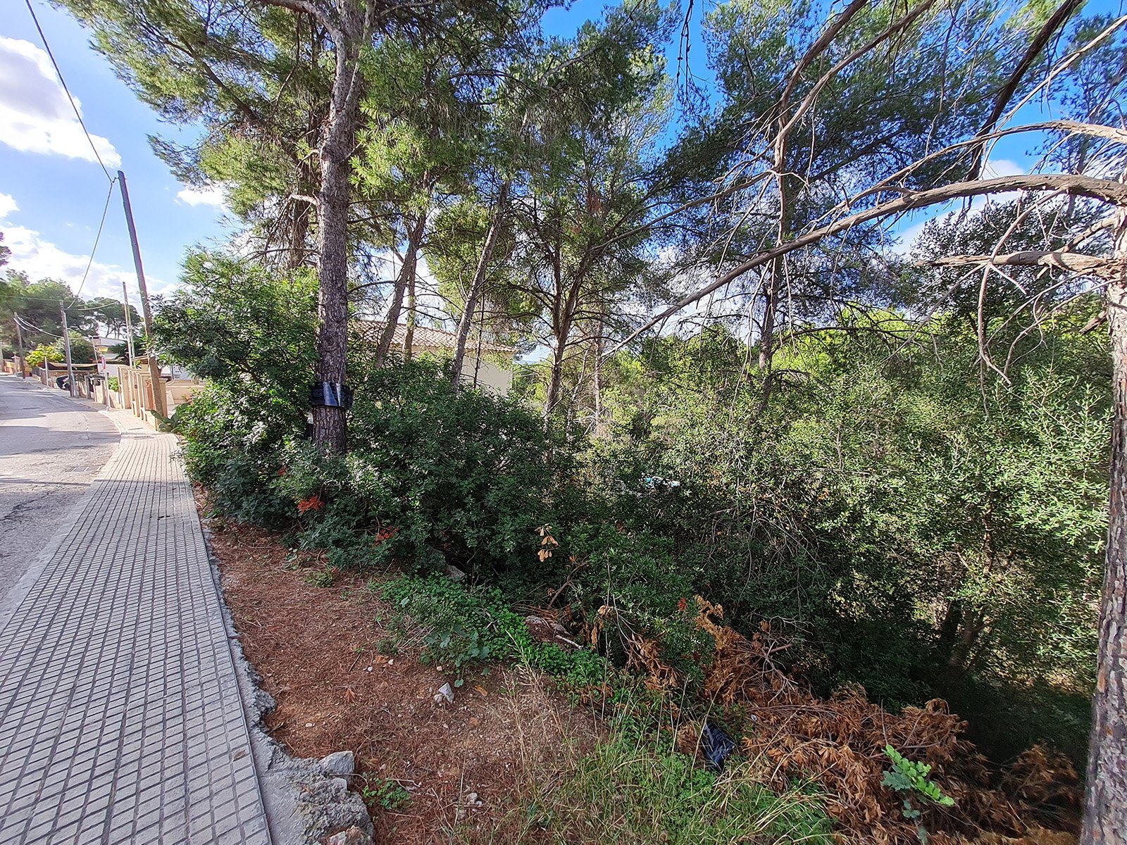 Land plot à Portals Nous, Mallorca, Espagne 1550 m2 No. 32247