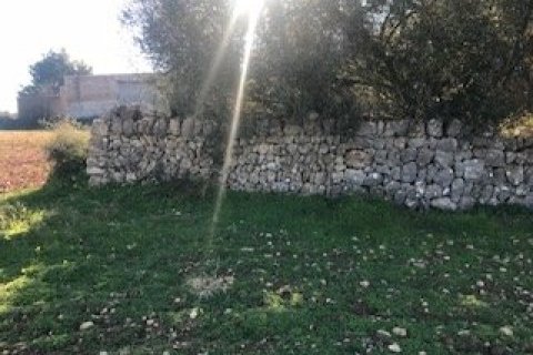 Land plot for sale Felanitx, Mallorca, Spain 32980 sq.m. No. 32420 - photo 4
