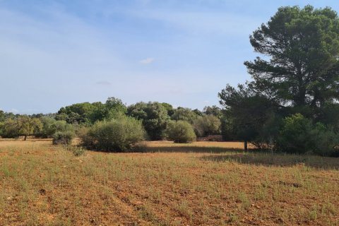 Land plot for sale in Algaida, Mallorca, Spain 56279 sq.m. No. 32740 - photo 3