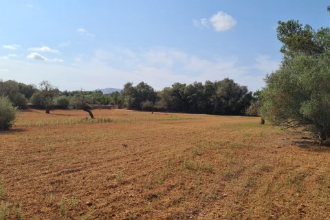 Land plot for sale in Algaida, Mallorca, Spain 56279 sq.m. No. 32740 - photo 1