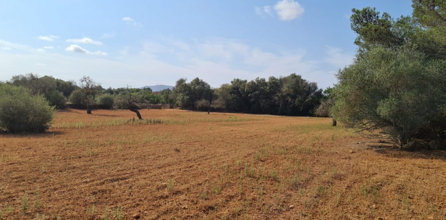Land plot in Algaida, Mallorca, Spain 56279 sq.m. No. 32740