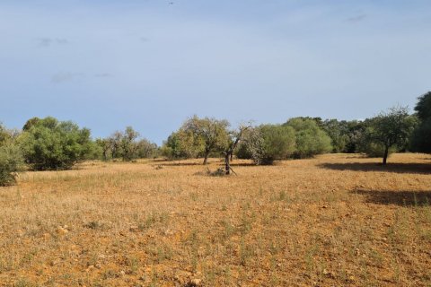 Land plot for sale in Algaida, Mallorca, Spain 56279 sq.m. No. 32740 - photo 2
