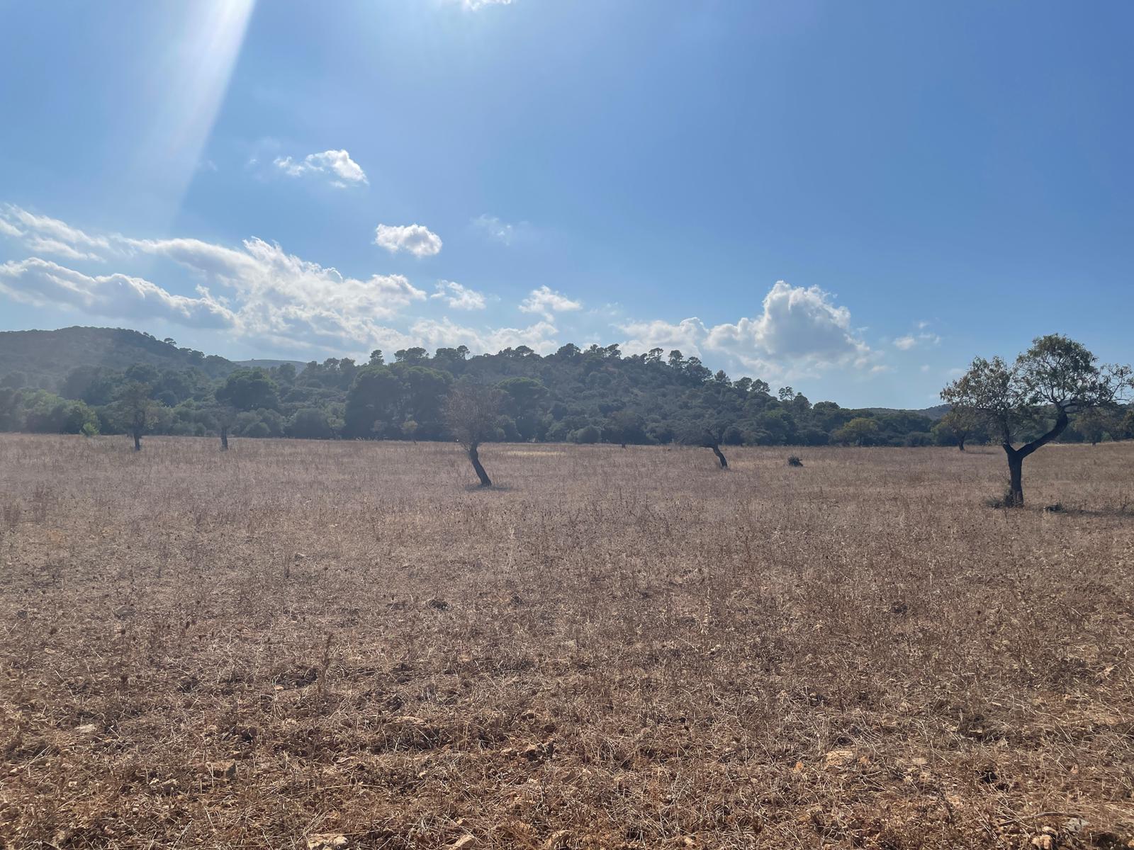 Land plot in Alcudia, Mallorca, Spain 1 bedroom, 270046 sq.m. No. 32510
