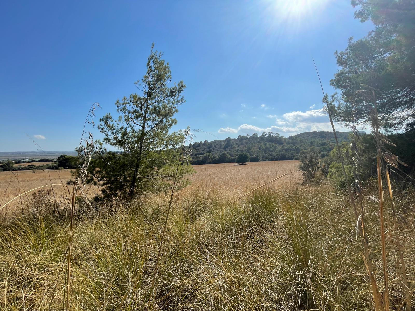Land plot in Alcudia, Mallorca, Spain 1 bedroom, 270046 sq.m. No. 32510
