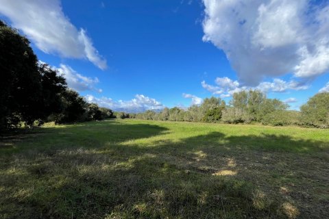 Land plot for sale in Muro, Mallorca, Spain 1 bedroom, 20000 sq.m. No. 33852 - photo 1