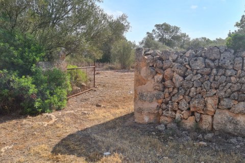 Land plot for sale in Algaida, Mallorca, Spain 56279 sq.m. No. 32740 - photo 7