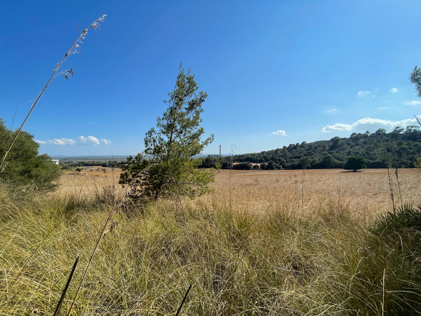 Land plot in Alcudia, Mallorca, Spain 1 bedroom, 270046 sq.m. No. 32510