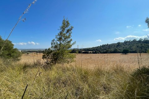 Land plot for sale in Alcudia, Mallorca, Spain 1 bedroom, 270046 sq.m. No. 32510 - photo 3
