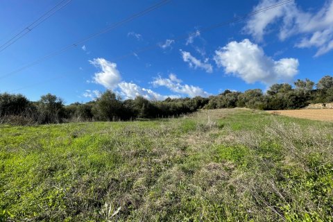 Land plot for sale in Muro, Mallorca, Spain 1 bedroom, 20000 sq.m. No. 33852 - photo 4