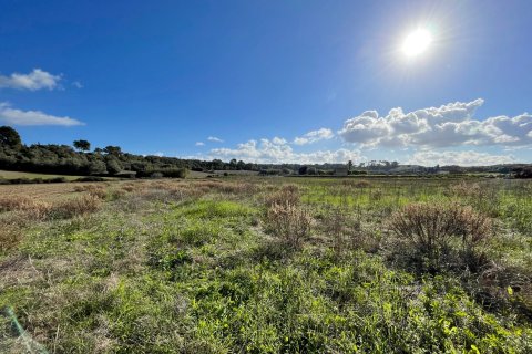 Land plot for sale in Muro, Mallorca, Spain 1 bedroom, 20000 sq.m. No. 33852 - photo 6