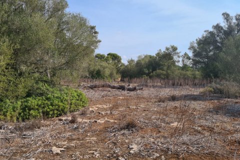 Land plot for sale in Algaida, Mallorca, Spain 56279 sq.m. No. 32740 - photo 8