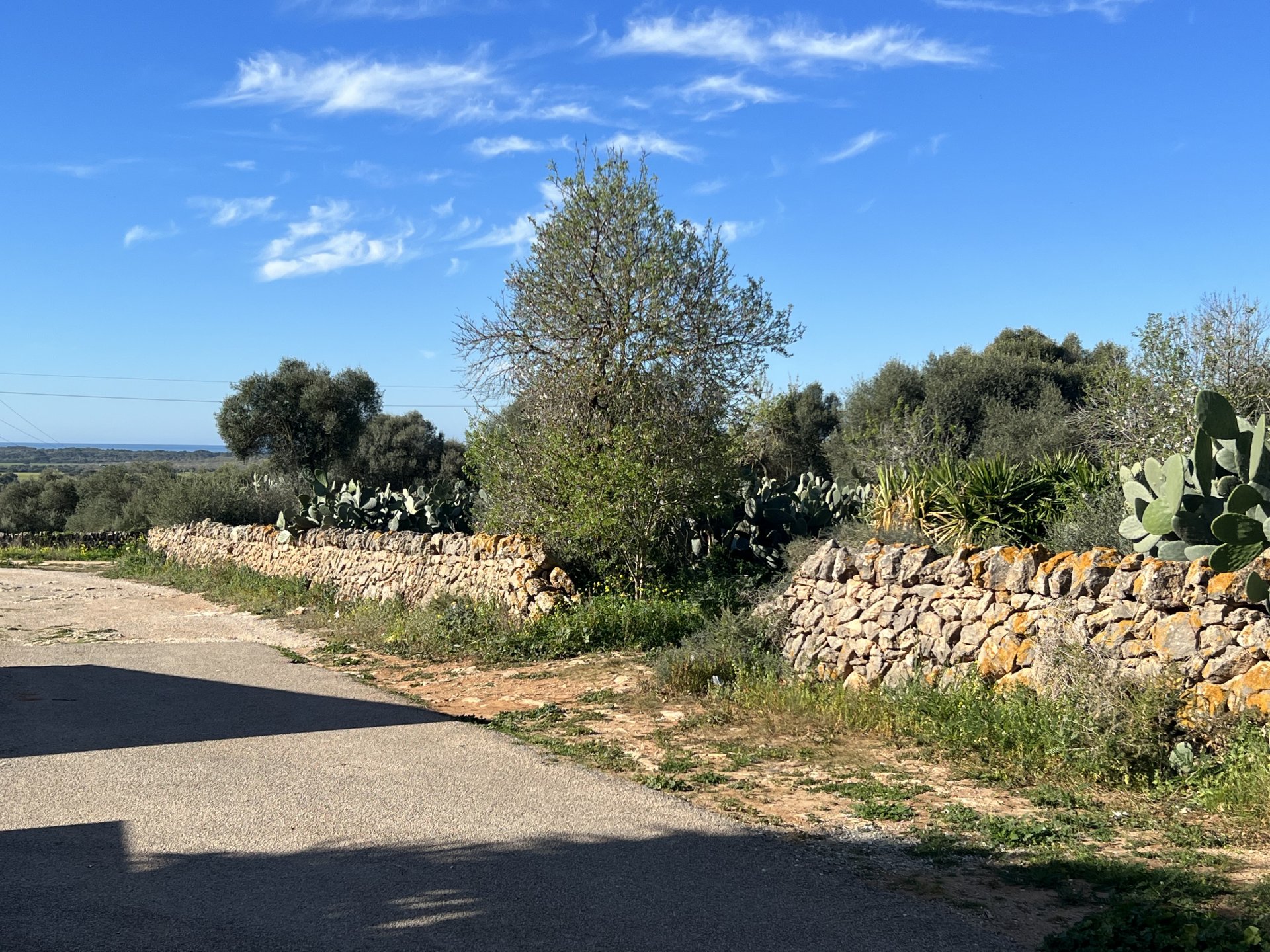 Land plot à Ses Salines, Mallorca, Espagne 2490 m2 No. 36745