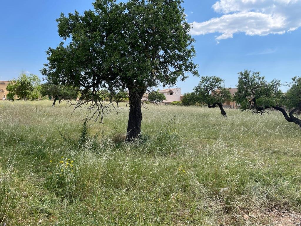 Land in Consell, Mallorca, Spanien 7337 m2 Nr. 46792