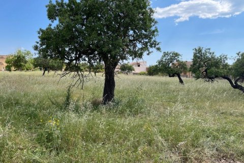 Land plot for sale in Consell, Mallorca, Spain 7337 sq.m. No. 46792 - photo 3