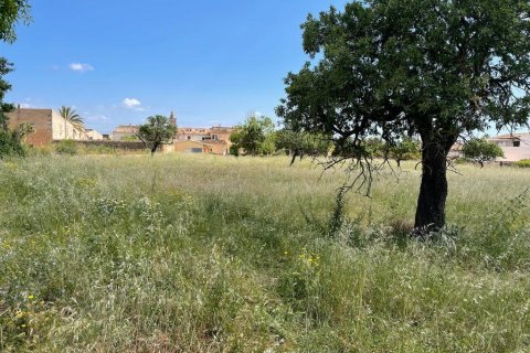 Land plot for sale in Consell, Mallorca, Spain 7337 sq.m. No. 46792 - photo 1