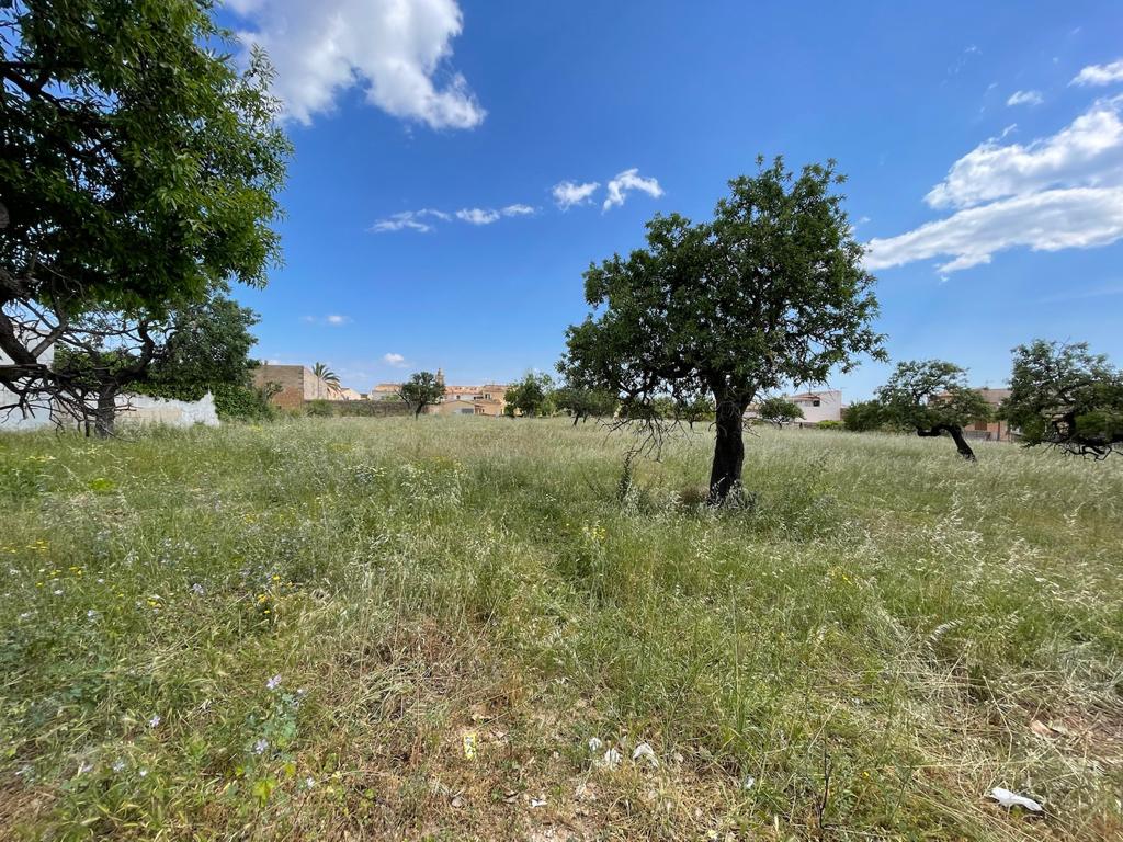 Land in Consell, Mallorca, Spanien 7337 m2 Nr. 46792