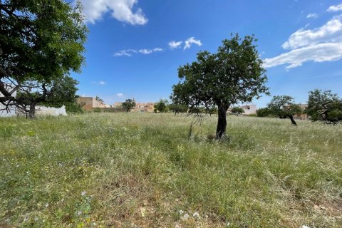 Land plot for sale in Consell, Mallorca, Spain 7337 sq.m. No. 46792 - photo 2