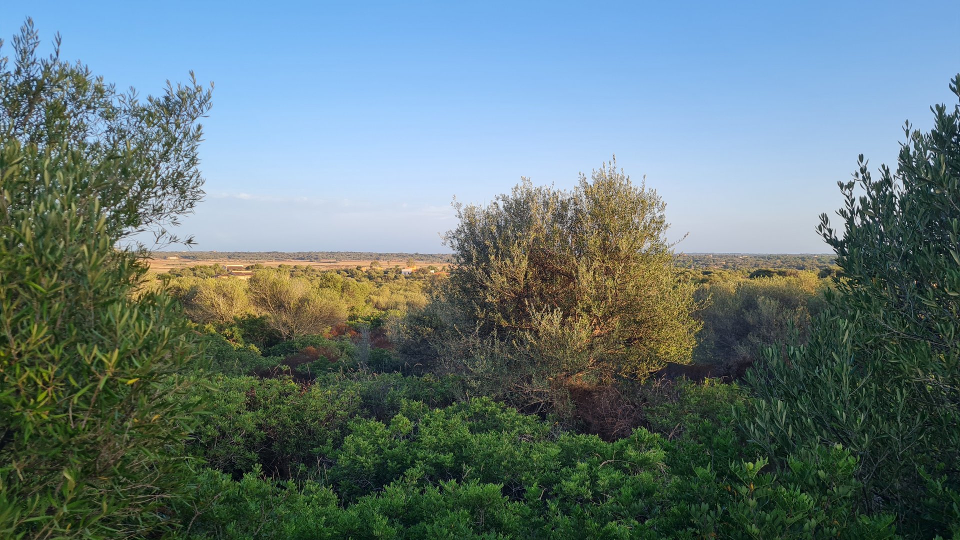 Zemes gabals Santanyi, Mallorca, Spānijā 59409 m2 Nr. 49448
